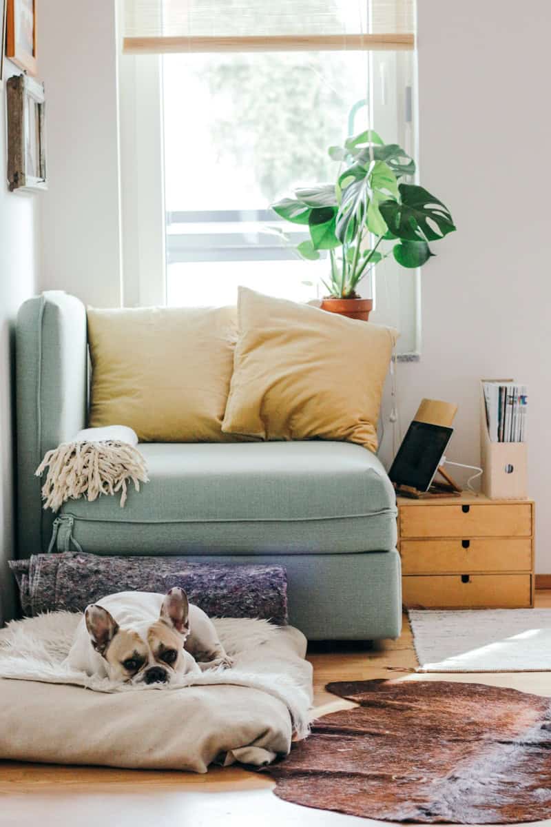 beige puppy lying on brown textile after Chicago Real Estate Closing